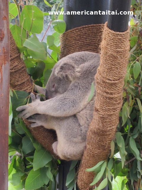 Sleepy Koala att