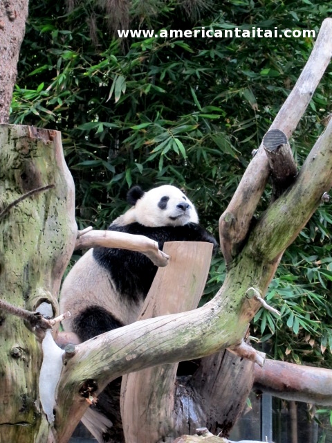 Yun Zi Happy att